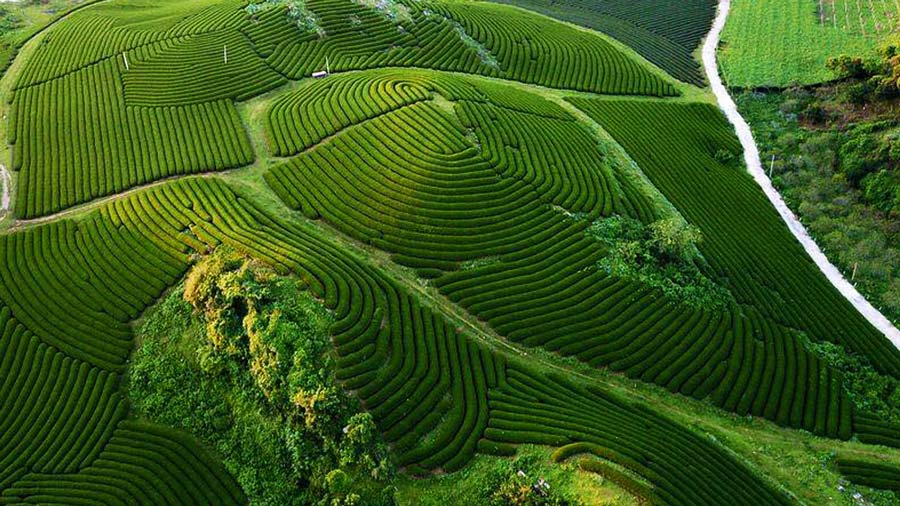 Mộc châu đồi chè