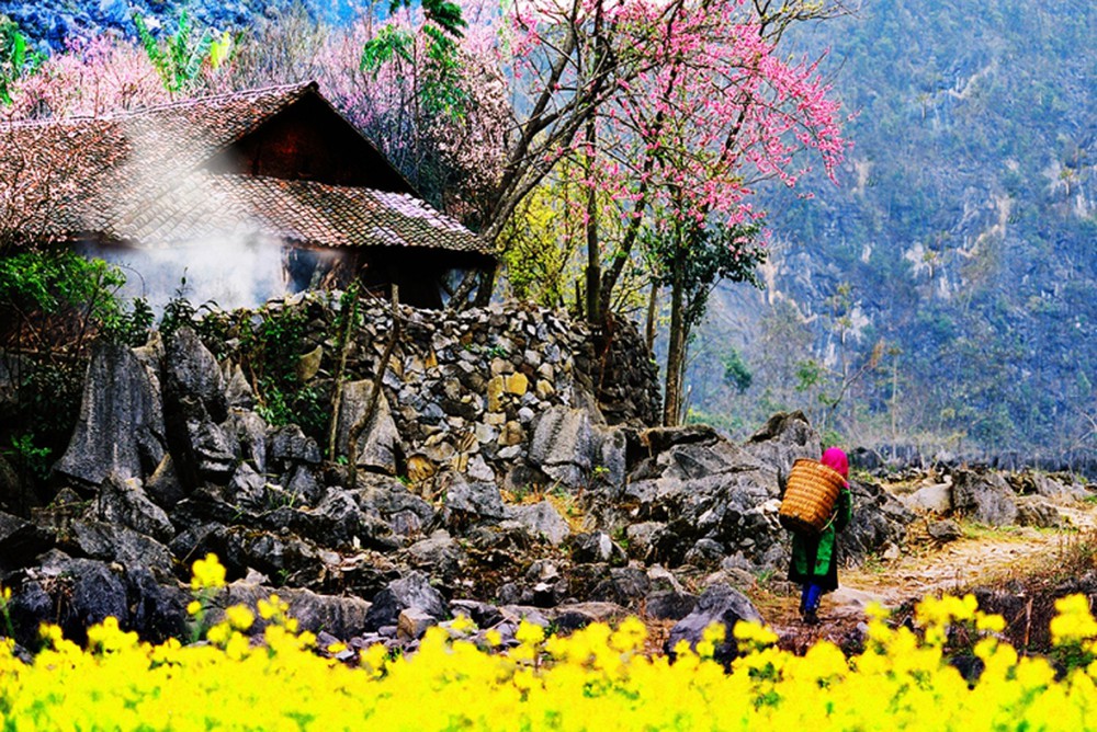 Hoa mùa xuân hg