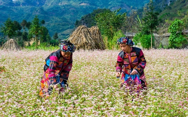 Trai nghiem chuyen du lich ha giang tu tuc tiet kiem nhat
