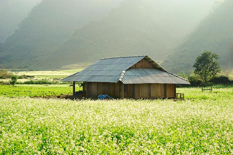Mộc châu mùa hoa cải