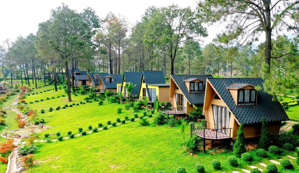 Rừng thông bản áng